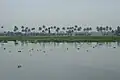 Kerala Backwaters at Dawn