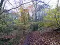 King's Copse