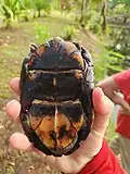Plastron, in Costa Rica