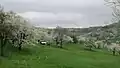 An orchard meadow