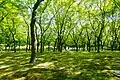 in summer