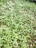 Niruri proliferation