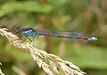 Erythromma viridulum