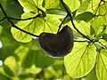 Empty seed pod of a Pterygota alata tree
