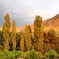 Trees