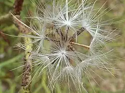 Fruit (cypselas)