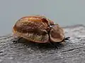 Laccoptera corrugata, Congo