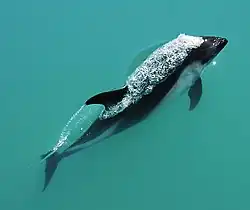 Peale's dolphin