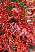'Sioux' cultivar autumn colors