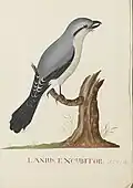 Lanius excubitor Linnaeus: great grey shrike by Ann Lee