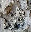 Burial 7. Excavation at exposition 13.