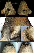 Burial 17 - Sectioned distal extremity of left humerus that was within the adult cranium. Note defleshing and chop marks.