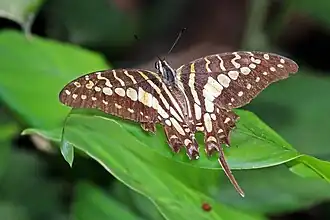 Mature Bobiri Forest