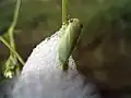 An adult, newly emerged from its foam mass