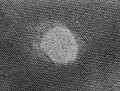 Latent ion track in muscovite mica. Depending on the stopping power of the projectile ion the track width is between 4 and 10 nanometer.