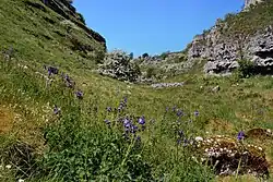 Jacob's-ladder in the upper dale
