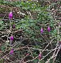 Pendent flowers among Spring shoots on arching branches.