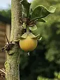 Ripe fruit with remains of pistil, on plant exhibiting signs of dieback caused possibly by dry air, Adforton