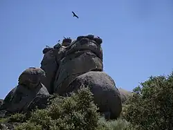 Stork nests