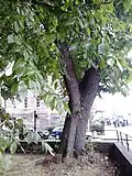 Bole of Gayfield Square elm