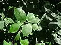 'Belgica' leaves