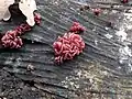 Ascocoryne, family: Helotiaceae