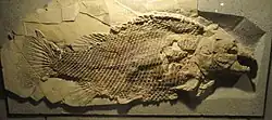 The Late Jurassic European lepidotid lepisosteiform Scheenstia maxima