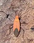 Leptocoris dispar, Thailand.