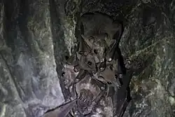 Brown bats