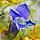 Gentianopsis procera, lesser fringed gentian, Moonlight Bay vicinity