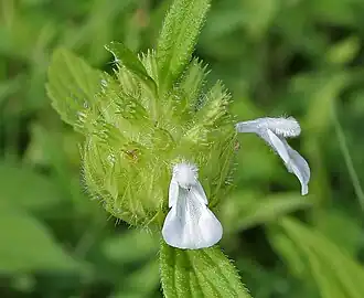 Leucas aspera in Hyderabad, India