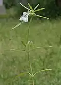 Leucas longifolia in Hyderabad, India.