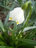 Flower of L.&nbsp;vernum var. carpathicum