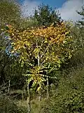 Foliage, October
