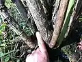 Base of a more mature specimen – oldest trunk with finger to show scale, Berrington