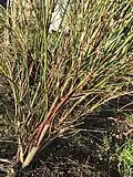 Same specimen defoliated and stripped of fruit by 110&nbsp;mph winds of Storm Arwen, revealing colourful, bamboo-like stems