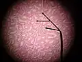 Cross-section of seminiferous tubules; arrows indicate location of Leydig cells