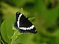 Limenitis arthemis arthemis, Quebec