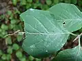 Young caterpillar