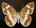 Ventral Side