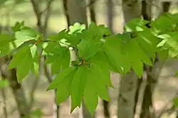 young leaves