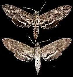 Lintneria lugens