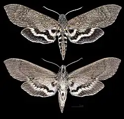 Lintneria maura