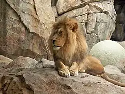 Lion