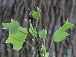 Unfolding leaves