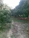 Lichi Orchards of Rampurwa Mehsi