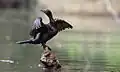 Little black shag