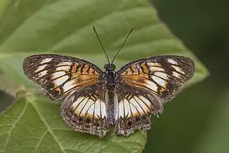 male J. s. sophia Ghana