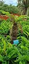 Dicksonia antarctica planted by Charles III in 1999 (then Duke of Rothesay)