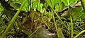 Extensive and large Gunnera manicata